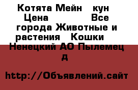 Котята Мейн - кун › Цена ­ 19 000 - Все города Животные и растения » Кошки   . Ненецкий АО,Пылемец д.